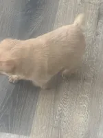 Bernie, a male Pug for sale in Troy, PA – Photo 7 of 8