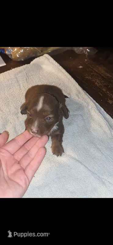 Fawn – Miniature Dachshund puppy for sale in Columbus, OH