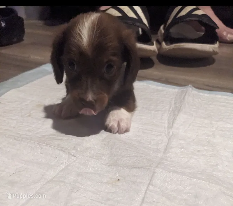 Darla – Miniature Dachshund puppy for sale in Hurricane, WV