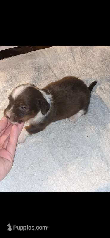Darla – Miniature Dachshund puppy for sale in Columbus, OH