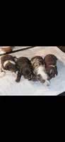 Honey-bee, a female Miniature Dachshund for sale in Columbus, OH – 3 of 3