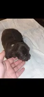 Honey-bee, a female Miniature Dachshund for sale in Columbus, OH – 2 of 3