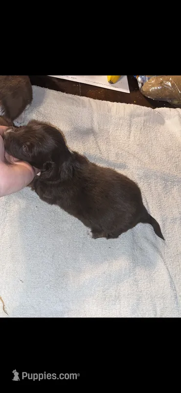 Honey-bee – Miniature Dachshund puppy for sale in Columbus, OH