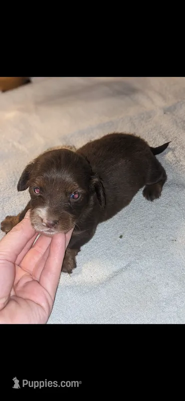 Otto – Miniature Dachshund puppy for sale in Columbus, OH