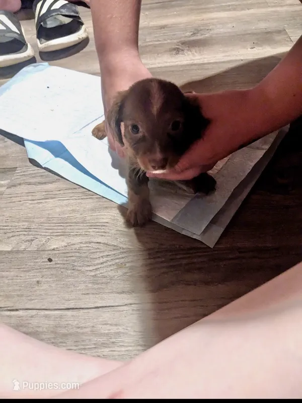 Fawn – Miniature Dachshund puppy for sale in Hurricane, WV