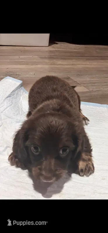 Honey-bee – Miniature Dachshund puppy for sale in Hurricane, WV