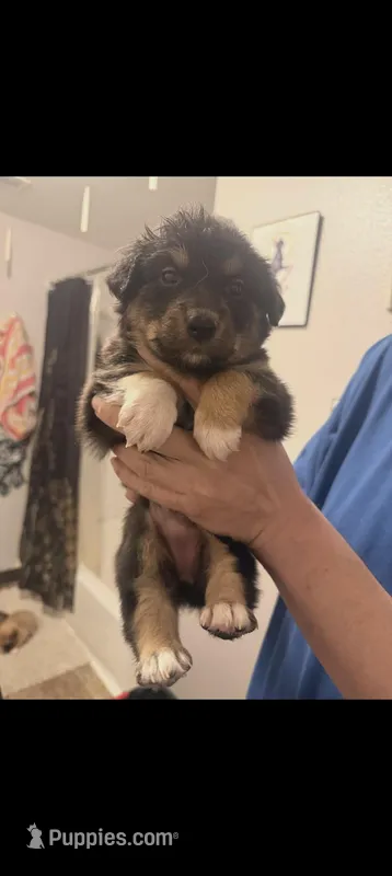 Suzie Q – Australian Shepherd, Border Collie puppy for sale in Bend, OR