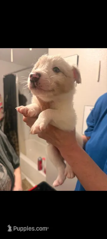 Tate – Australian Shepherd, Border Collie puppy for sale in Bend, OR