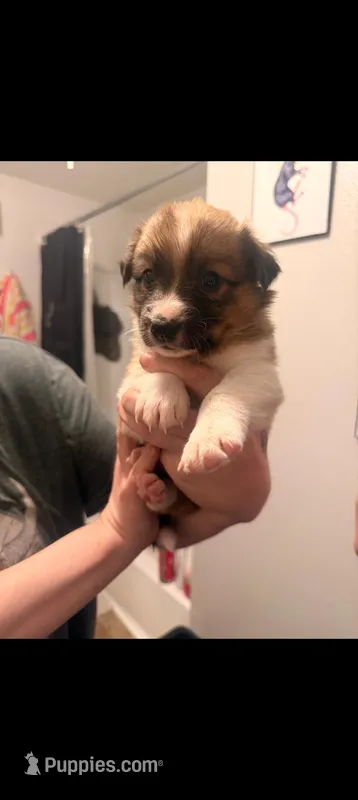 Mochi – Australian Shepherd, Border Collie puppy for sale in Bend, OR