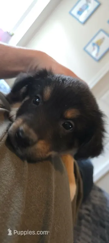 Daisy – Australian Shepherd, Border Collie puppy for sale in Bend, OR