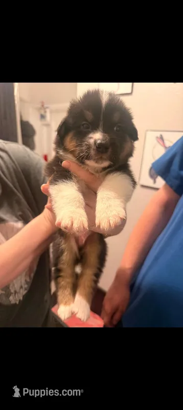 Nickel – Australian Shepherd, Border Collie puppy for sale in Bend, OR