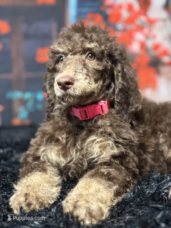 Pink – Poodle - Standard  puppy for sale in Ocala, FL