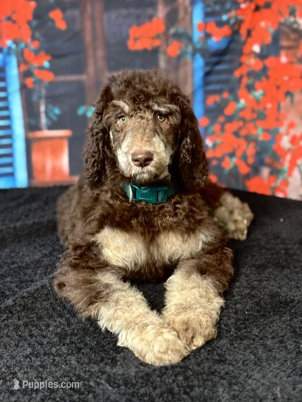 Green – Poodle - Standard  puppy for sale in Ocala, FL