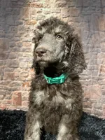 Whitey, a female Poodle - Standard  for sale in Ocala, FL – Photo 3 of 7