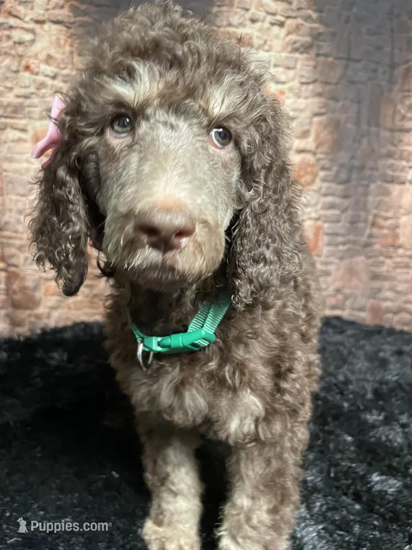 Whitey – Poodle - Standard  puppy for sale in Ocala, FL