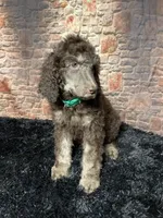Whitey, a female Poodle - Standard  for sale in Ocala, FL – Photo 6 of 7