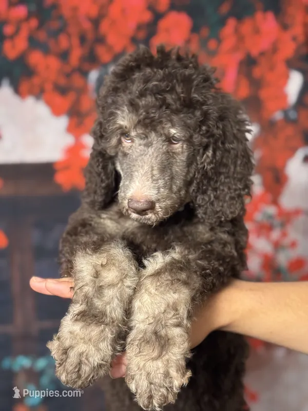Whitey – Poodle - Standard  puppy for sale in Ocala, FL
