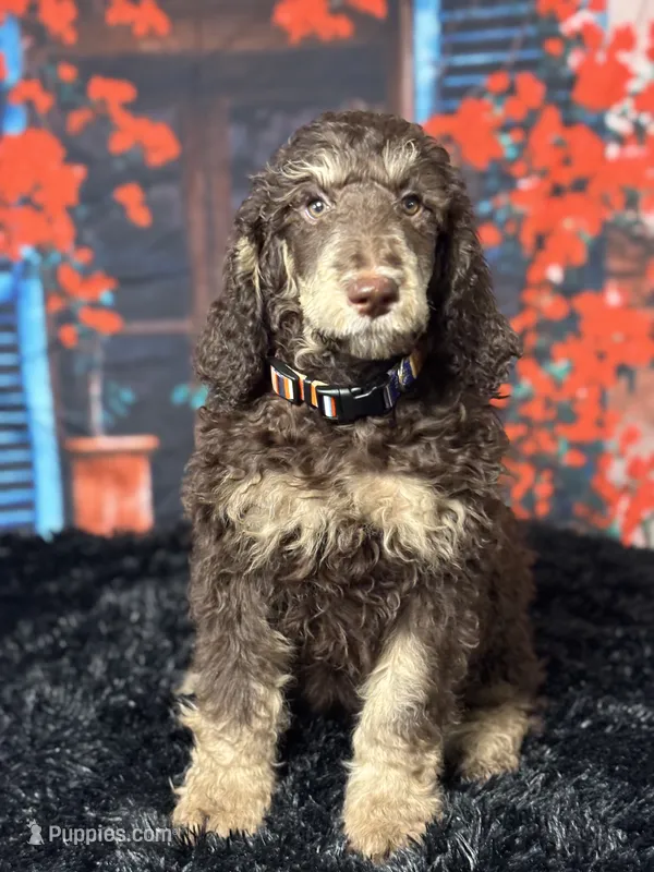 Blackie – Poodle - Standard  puppy for sale in Ocala, FL