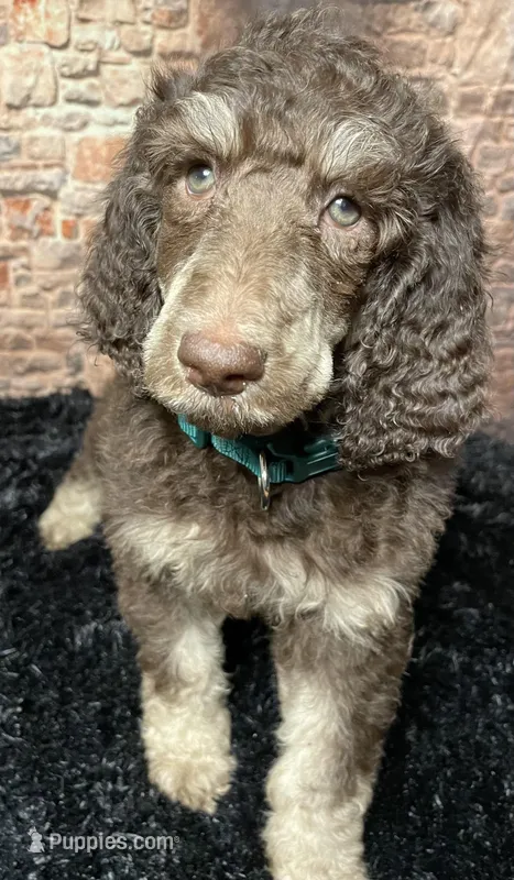 Green – Poodle - Standard  puppy for sale in Ocala, FL