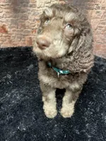 Green, a male Poodle - Standard  for sale in Ocala, FL – Photo 2 of 7