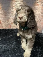 Green, a male Poodle - Standard  for sale in Ocala, FL – Photo 4 of 7