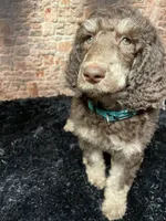 Green, a male Poodle - Standard  for sale in Ocala, FL – Photo 6 of 7