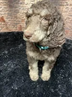 Green, a male Poodle - Standard  for sale in Ocala, FL – Photo 5 of 7