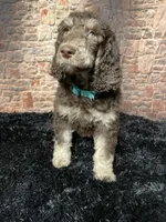 Green, a male Poodle - Standard  for sale in Ocala, FL – Photo 7 of 7
