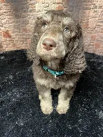 Green, a male Poodle - Standard  for sale in Ocala, FL – Photo 3 of 7