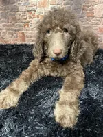 Blue/ Bambi , a male Poodle - Standard  for sale in Ocala, FL – Photo 6 of 6