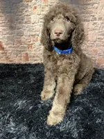 Blue/ Bambi , a male Poodle - Standard  for sale in Ocala, FL – Photo 3 of 6