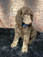 Blue/ Bambi , a male Poodle - Standard  for sale in Ocala, FL – Photo 4 of 6