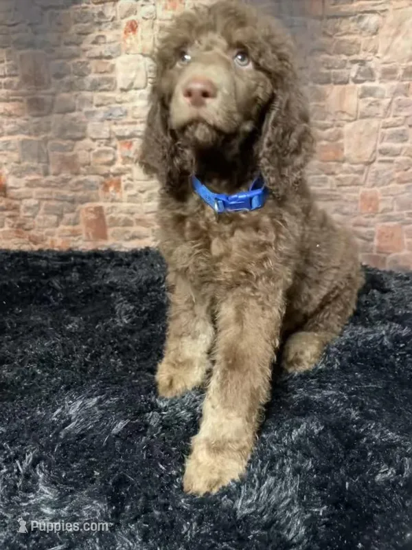 Blue/ Bambi  – Poodle - Standard  puppy for sale in Ocala, FL
