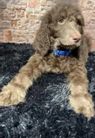 Blue/ Bambi , a male Poodle - Standard  for sale in Ocala, FL – Photo 2 of 6