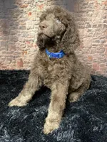 Blue/ Bambi , a male Poodle - Standard  for sale in Ocala, FL – Photo 5 of 6