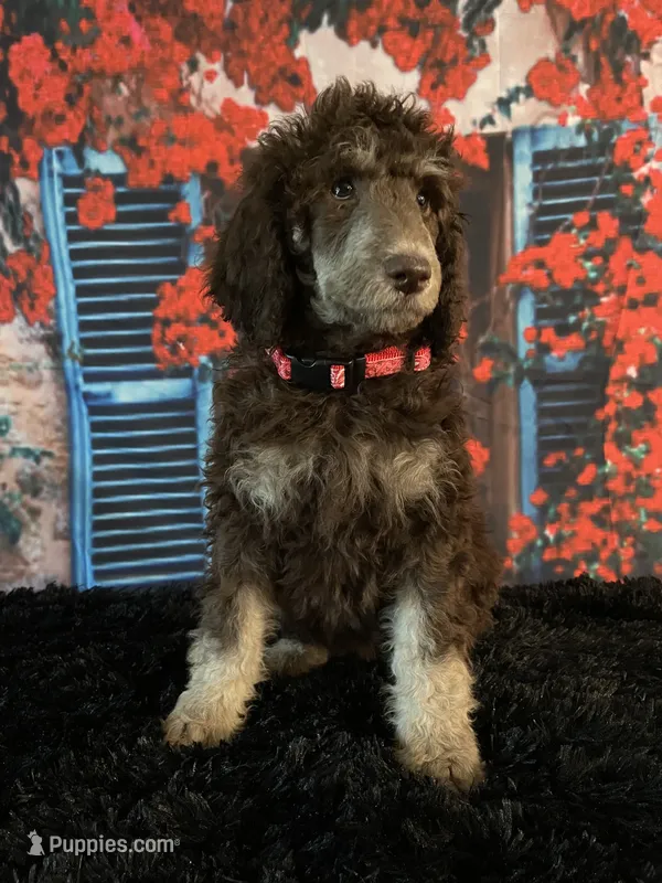 Red – Poodle - Standard  puppy for sale in Ocala, FL