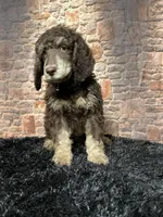 Blackie, a male Poodle - Standard  for sale in Ocala, FL – Photo 2 of 6
