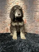 Blackie, a male Poodle - Standard  for sale in Ocala, FL – Photo 4 of 6