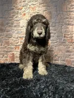Blackie, a male Poodle - Standard  for sale in Ocala, FL – Photo 1 of 6