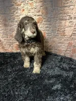 Blackie, a male Poodle - Standard  for sale in Ocala, FL – Photo 6 of 6