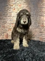 Blackie, a male Poodle - Standard  for sale in Ocala, FL – Photo 3 of 6