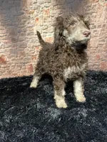 Red, a female Poodle - Standard  for sale in Ocala, FL – Photo 7 of 7