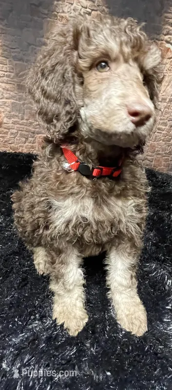 Red – Poodle - Standard  puppy for sale in Ocala, FL