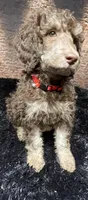 Red, a female Poodle - Standard  for sale in Ocala, FL – Photo 1 of 7