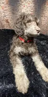 Red, a female Poodle - Standard  for sale in Ocala, FL – Photo 3 of 7