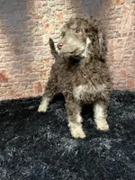 Red, a female Poodle - Standard  for sale in Ocala, FL – Photo 6 of 7