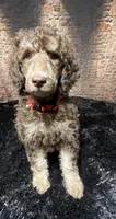 Red, a female Poodle - Standard  for sale in Ocala, FL – Photo 2 of 7