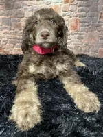 Pink, a female Poodle - Standard  for sale in Ocala, FL – Photo 3 of 6