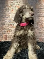 Pink, a female Poodle - Standard  for sale in Ocala, FL – Photo 4 of 6