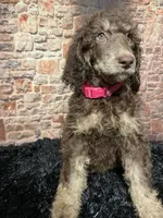 Pink, a female Poodle - Standard  for sale in Ocala, FL – Photo 6 of 6